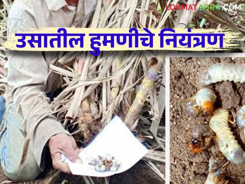 Humani in Sugarcane : A low cost solution to control white grub in sugarcane crop | Humani in Sugarcane : ऊस पिकातील हुमणीच्या नियंत्रणासाठी करा हे कमी खर्चातील उपाय