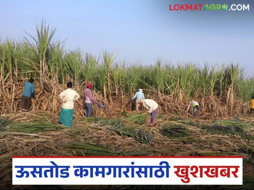 latest news Ustod Kamagar: Big relief for sugarcane workers; Sanugraha subsidy will be doubled, read in detail | Ustod Kamagar : ऊसतोड कामगारांना मोठा दिलासा; सानुग्रह अनुदानात दुप्पट वाढ होणार वाचा सविस्तर