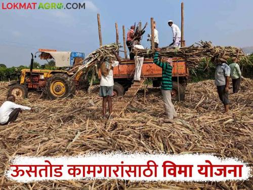 Approval of Sant Bhagwan Baba Sugarcane Workers Insurance Scheme for sugarcane workers and transporters, Mukadam etc. | ऊसतोड कामगार व वाहतूकदार, मुकादम आदींसाठी संत भगवानबाबा ऊसतोड कामगार विमा योजनेस मंजुरी