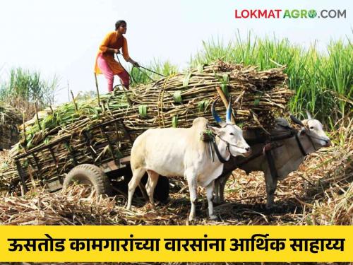 Latest News Agriculture News Fund of five lakh rupees sanctioned to heirs of sugarcane workers in three districts | Agriculture News : मयत ऊसतोड कामगारांच्या वारसांना आर्थिक साहाय्य, तीन जिल्ह्यातील प्रस्ताव मंजूर 