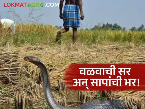 Due to rain, the number of snakes has increased in the fields; Farmers should be careful. | पाऊसामुळे शेतशिवारात सापांचा वावर वाढला; शेतकरी बांधवांनो 'अशी' घ्या काळजी