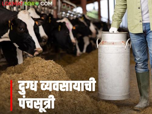Keep these five principles in mind in the dairy business; financial loss will remain intact along with the health of the animals | दुग्ध व्यवसायात 'ही' पाच सूत्रे ठेवा ध्यानी; जनावरांच्या आरोग्यासह अबाधित राहील आर्थिक हानी