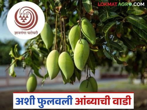 Latest News Amba farming Organically grown saffron mango with help of bees in ycmou , read in detail | Amba Farming : मधमाशीच्या सहाय्याने सेंद्रिय पद्धतीने पिकवला केसर आंबा, वाचा सविस्तर 