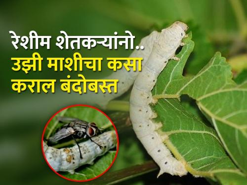 How to manage Uzi fly in Sericulture? | रेशीम शेतीत उझी माशीचे व्यवस्थापन कसे करावे?