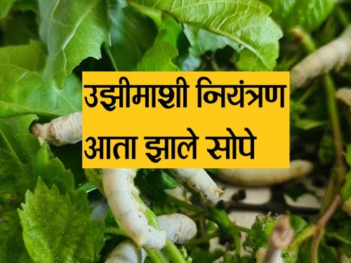 Good news for sericulture farmers, Mitrakidi laboratory for the first time in the state | रेशीम शेतकऱ्यांना खूशखबर, राज्‍यात प्रथमच या मित्रकिडीची प्रयोगशाळा