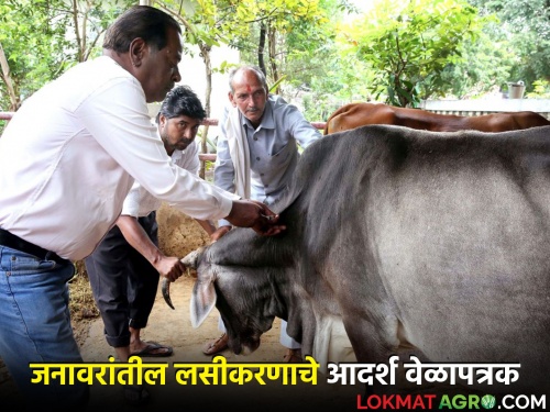 Vaccination schedule announced by the state government for control of various diseases in livestock | पशु-पक्षांमधील विविध रोग नियंत्रणासाठी राज्य शासनाचे लसीकरण वेळापत्रक जाहीर