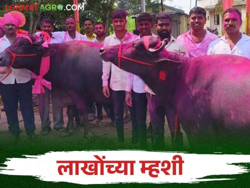 Lakhs worth of livestock in the market of Vadgaon There was a turnover of three crores | वडगावच्या बाजारात लाखोंचे पशुधन.. झाली तीन कोटींची उलाढाल