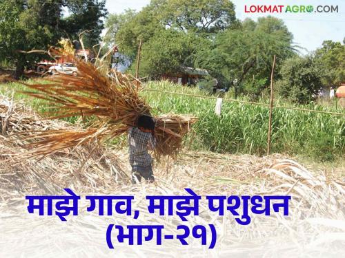 How to take care of fodder vairan with animal feed during rainy season | पावसाळ्यात पशुखाद्यासह वैरणीची कशी घ्याल काळजी