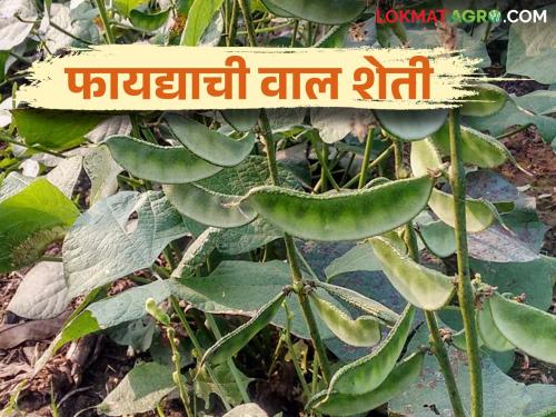 Val Lagwad : How to cultivate dolichos bean as a profitable crop with guaranteed yield | Val Lagwad : वाल हमखास उत्पन्न देणारे किफायतशीर पीक कशी कराल लागवड