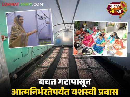 latest news Solar Drying Project: Seizing the opportunity in the recession; Giving new life to agricultural products Read Vandana Tai's successful journey in detail | Solar Drying Project : मंदीतील संधीचे सोने करत; शेतमालाला दिले नवे आयुष्य वाचा वंदना ताईंचा यशस्वी प्रवास वाचा सविस्तर