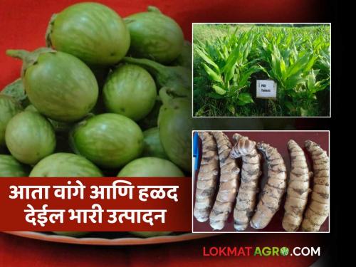 New Variety : New research: National level recognition of turmeric, brinjal varieties of Akola Agricultural University | New Variety : नवे संशोधन : अकोल्याच्या कृषी विद्यापीठाच्या हळद, वांगी वाणांना राष्ट्रीय पातळीवर मान्यता