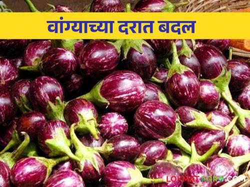 Latest News todays Brinjal market price in jalgaon market yard check here details | Brinjal Market : वांग्याची आवक घटली, वाचा आज प्रतिकिलोला काय दर मिळतोय? 