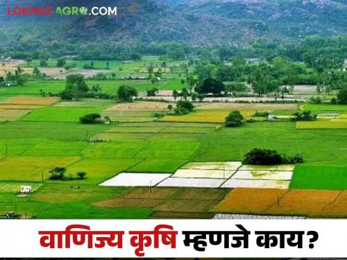 Latest News vanijya Krishi What is Commercial Farming Know in detail  | Commercial Agriculture : वाणिज्य शेती म्हणजे काय माहितीय का? जाणून घ्या सविस्तर