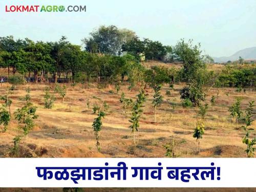 Latest News Mundala village of Chandrapur forest of 11 thousand trees bloomed in 12 hectares | Agriculture News : चंद्रपूरच्या मुंडाळा गावात बहरली वनराई, 12 हेक्टरात बहरली 11 हजार फळझाडे