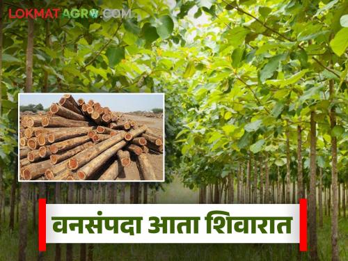latest news Sagwan Farming: Forest resources now in Shivara: Farmers are reaping the benefits of teak plantation Read in detail | Sagwan Farming: वनसंपदा आता शिवारात: शेतकरी घेतायत सागवान लागवडीचा फायदा वाचा सविस्तर