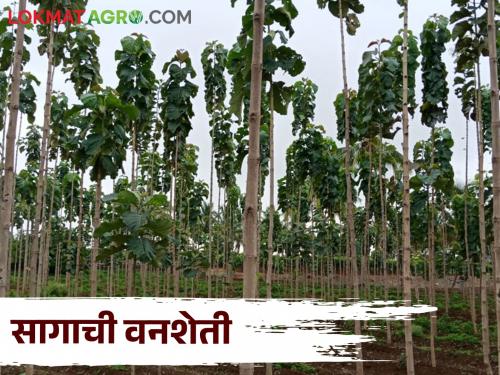 Cultivation of teakwood Cultivation on farm bund or in field Cultivation | Agroforestry बांधावर लावा हे झाड अन् करा ह्याची शेती