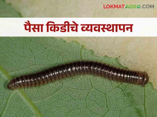 millipedes pest management in kharif Crops | खरीप पिकांतील पैसा/वाणी किडीचे व्यवस्थापन कसे कराल?
