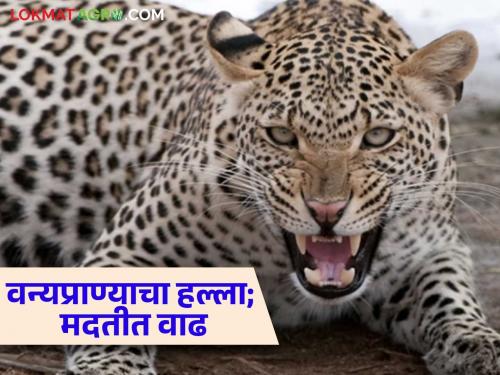 Bibtya Attack : Huge increase in compensation in case of death in leopard attack | Bibtya Attack : बिबट्याच्या हल्ल्यामध्ये मृत्यू झाल्यास भरपाईमध्ये मोठी वाढ वाचा सविस्तर