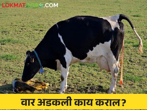 What causes retained placenta problem in cow & buffalo after delivery what to do remedy | गाई म्हशींमध्ये वार किंवा जार कशामुळे अडकते काय करावे उपाय