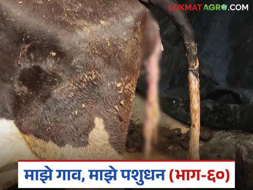 Why cows and buffaloes retention of placenta after delivery? How to solve the problem? Read in detail | गाय व म्हैस व्याल्यानंतर वार कशामुळे अडकते? कसे कराल उपाय? वाचा सविस्तर