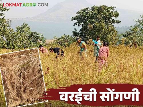 Latest News Little Millet Harvesting How is Varai Songani done in tribal belt Know in detail  | Little Millat Harvesting : आदिवासी पट्ट्यात वरई सोंगणी कशी केली जाते? जाणून घ्या सविस्तर 