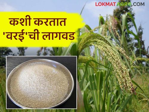 Varai Lagwad : barnyard millet is a nutritious millet crop produced in a short period of time | Varai Lagwad : कमी कालावधीत तयार होणारे पौष्टिक गुणधर्म संपन्न भरडधान्य पिक वरई