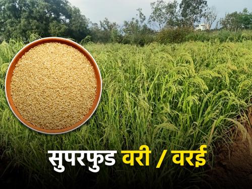 How to Cultivate Vari/Varai little millet? | वरी/वरईची लागवड कशी केली जाते?