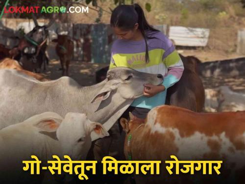 Leaving a high paying job after doing MBA, this young woman is doing cow conservation | एमबीए केल्यावर उच्च पगाराची नोकरी सोडून, हि तरुणी करतेय गोवंश संवर्धन