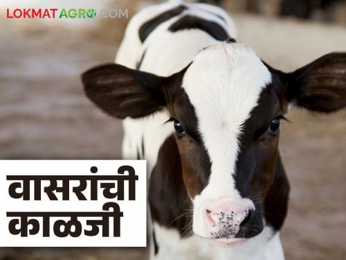 How to control diseases in calves to produce healthy future cows | भविष्यातील सुदृढ गाय निर्माण करण्यासाठी कसे कराल वासारांतील रोग नियंत्रण