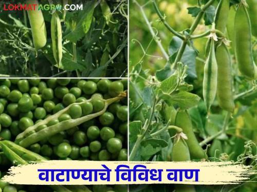 Vatana Lagwad : Which variety to choose for pea crop during rabi season | Vatana Lagwad : रब्बी हंगामात वाटाणा पिक घेताय कोणते वाण निवडाल