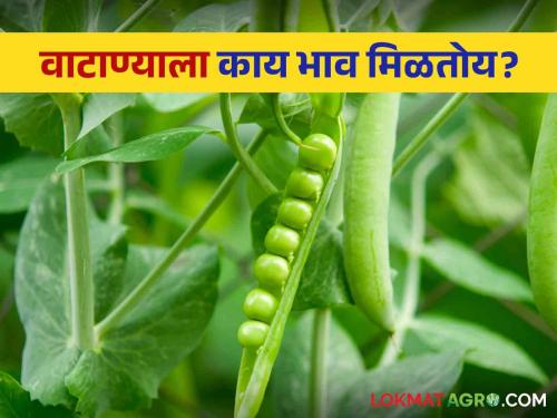 Latest News pea market price in Pune, Mumbai market yard check here vatana bajarbhav | Pea Market Price : पुणे, मुंबई बाजारात वाटाण्याला काय भाव मिळतोय? वाचा सविस्तर बाजारभाव 