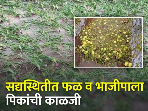 Care to be taken of fruit and vegetable crops after unseasonal rain and hailstorm | गारपीट नंतर फळ व भाजीपाला पिकांची घ्यावयाची काळजी