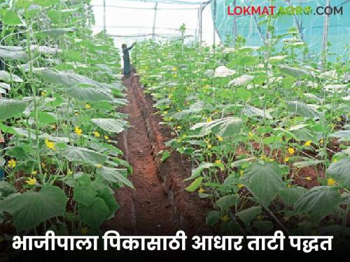 Latest News Agriculture News smart way to support velvargiy vegetable crops Read in detail | Agriculture News : वेलवर्गीय भाजीपाला पिकांना आधार देण्याची ताटी पद्धत काय आहे? वाचा सविस्तर 
