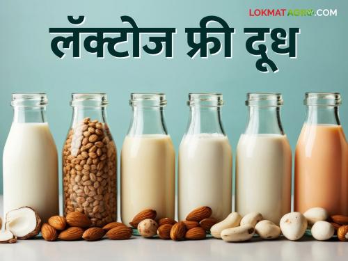 Some of the lactose free milk substitutes are boon for the body | Lactose Free Milk लॅक्टोज फ्री दुधाचे असे काही पर्याय जे शरीरसाठी आहेत वरदान