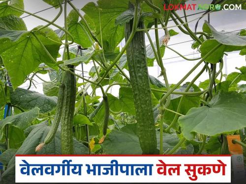 latest news vegetable farming causes vegetable vel to dry how to prevent Read in detail | Vegetable Farming : भाजीपाल्याची वेल कशामुळे सुकते? सुकू नये म्हणून काय कराल? वाचा सविस्तर 