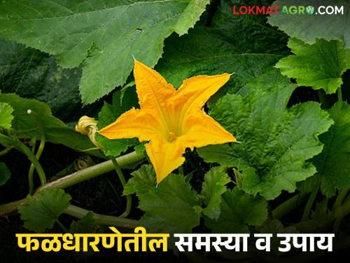 Latest News Problems and solutions in expected fruit set in vegetable crops, read in detail | वेलवर्गीय भाजीपाला पिकांमध्ये अपेक्षित फळधारणेतील समस्या व उपाय, वाचा सविस्तर 