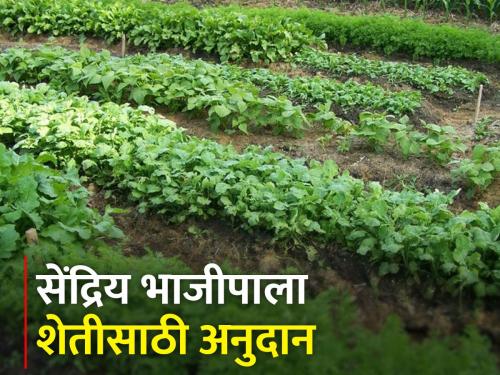 Grow organic vegetables, get government subsidies | सेंद्रिय भाजीपाला पिकवा, शासनाचे अनुदान मिळवा