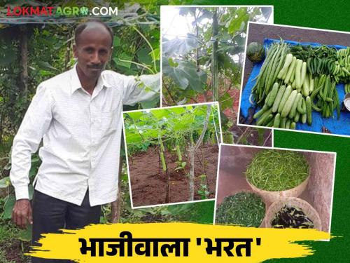 Farmer Success Story : Successful pattern of perennial vegetable farming by farmers Bharat and Bhakti | Farmer Success Story : भरत व भक्ती यांचा बारमाही भाजीपाला शेतीचा यशस्वी पॅटर्न वाचा सविस्तर