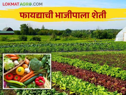 Bhajipala Sheti : What to study before cultivation of vegetable crops? Read in detail | Bhajipala Sheti : भाजीपाला पिकांची लागवड करण्यापूर्वी कोणत्या गोष्टींचा अभ्यास कराल? वाचा सविस्तर