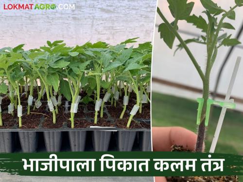 Along with fruit trees, grafting is now also being done in vegetable crops; what are the benefits? Read in detail | फळझाडांबरोबर आता भाजीपाला पिकातही केले जातेय कलम; कसे होतात फायदे? वाचा सविस्तर