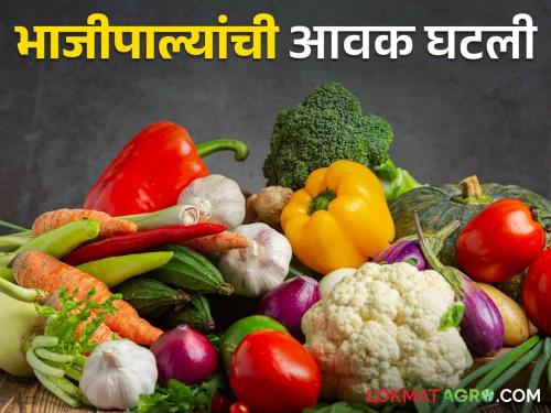 Vegetable Market Update: Buyers back due to rain; Prices of pea, brinjal, cucumber fell in the Agricultural Produce Market Committee | Vegetable Market Update : पावसामुळे खरेदीदारांची पाठ; कृषी उत्पन्न बाजार समितीत वाटाणा, वांगी, काकडीचे दर घसरले