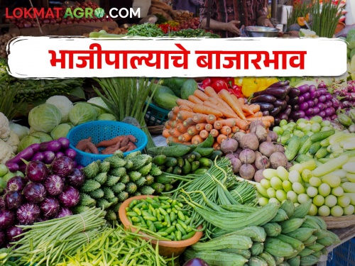 Latest News Today's vegetable market price in nashik see details | Vegetables Market : कोथिंबीर, मेथीच्या जुडीला काय भाव,  वाचा किरकोळ बाजारातील बाजारभाव