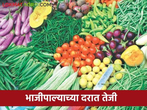 Vegetable Market: Demand for curry leaves and coriander in the market; Read in detail what rates are available  | Vegetable Market : कढीपत्ता कोथिंबीरला बाजारात मागणी; काय मिळत आहेत दर ते वाचा सविस्तर 