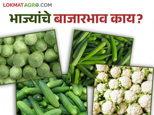 Vegetable Market Update: The arrival of vegetables decreased  | Vegetable Market Update : भाजीपाल्याची आवक घटली 