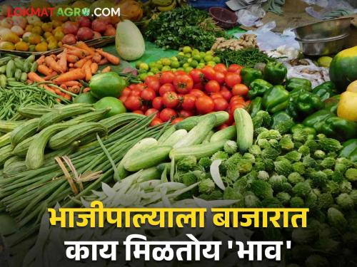 Vegetables Market: Due to heavy rain, spinach leaves, fenugreek disappeared from the market; But Coriander stands tall | Vegetables Market : अतिवृष्टीमुळे बाजारातून पालक शेपू, मेथी गायब; मात्र कोथिंबीर तोऱ्यात उभी