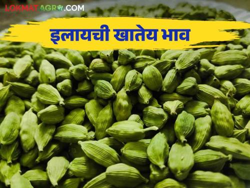 Elaichi Market : On the eve of Diwali, how is the price of the queen of spices Elaichi? | Elaichi Market : दिवाळीच्या तोंडावर मसाल्याची राणी इलायची खातेय भाव कसा मिळतोय दर