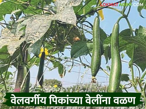 Latest News agriculture News necessary to rotate vines to increase production, know in detail | Smart Farming : उत्पादनात वाढीसाठी वेलींना वळण देणं आवश्यक, जाणून घ्या सविस्तर 