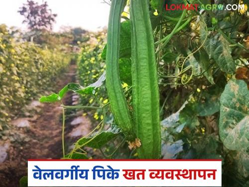 Latest News Velvargiy Pike For better growth and higher production of vine crops, do the following management | वेलवर्गीय पिकांच्या चांगल्या वाढीसाठी, अधिक उत्पादनासाठी असे करा व्यवस्थापन 