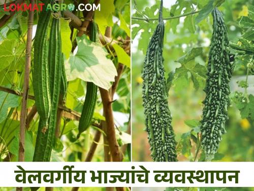 Do this in summer vegetable crops, yield increases of 25 to 30 percent | उन्हाळी वेलवर्गीय भाजीपाला पिकांत हे करा, उत्पन्नामध्ये होईल २५ ते ३० टक्के वाढ