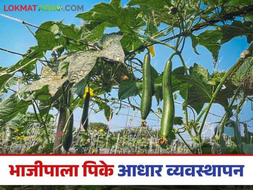 Latest News Vegetable Crop Management How to manage the support of vine vegetables, see detail.... | Bhajipala Management : वेलवर्गीय भाज्यांचे आधार व्यवस्थापन कसे करायचे, जाणून घेऊया सविस्तर....